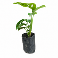 Monstera Adansonii (Swiss Cheese Plant)