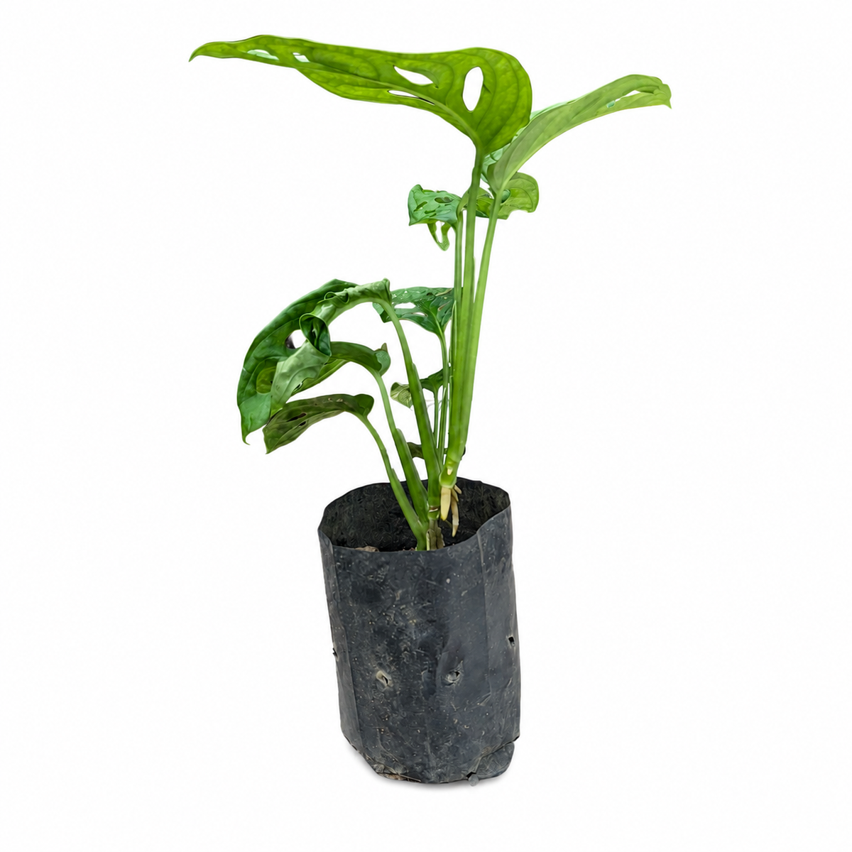 Monstera Adansonii (Swiss Cheese Plant)