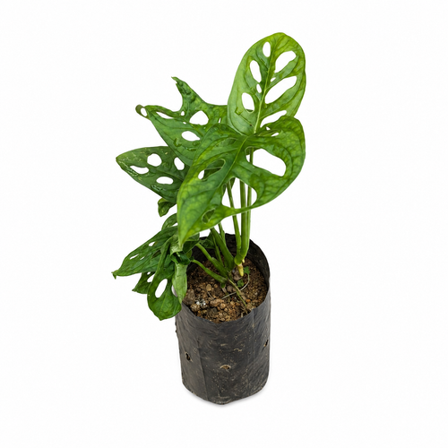 Monstera Adansonii (Swiss Cheese Plant)